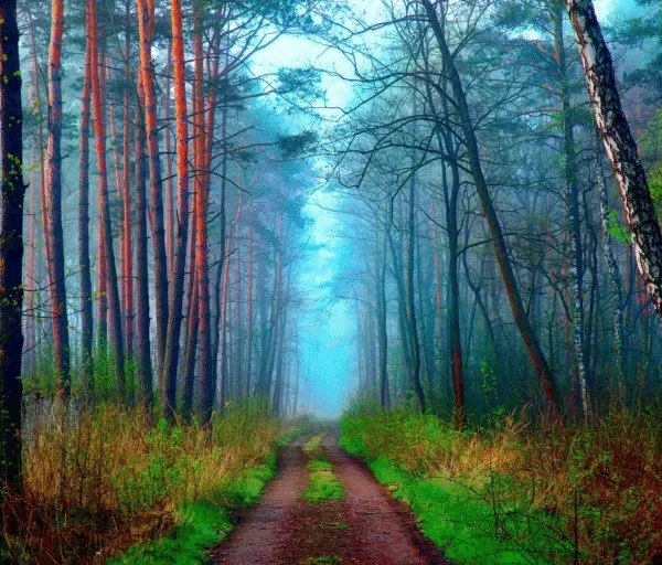 Tranquil Forest Path